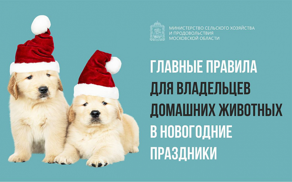  Минсельхоз Московской области сообщает о правилах для владельцев домашних животных в новогодние праздники